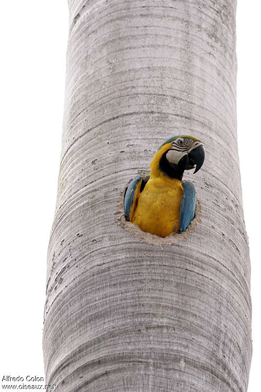 Blue-and-yellow Macawadult, Reproduction-nesting