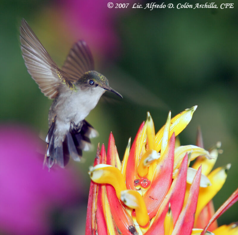 Antillean Crested Hummingbird female