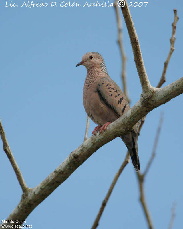 Common Ground Dove male adult, identification