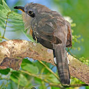 Mangrove Cuckoo