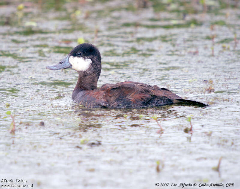 Ruddy Duck male adult transition, identification