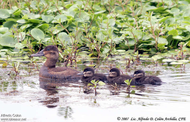 Ruddy Duck, Reproduction-nesting