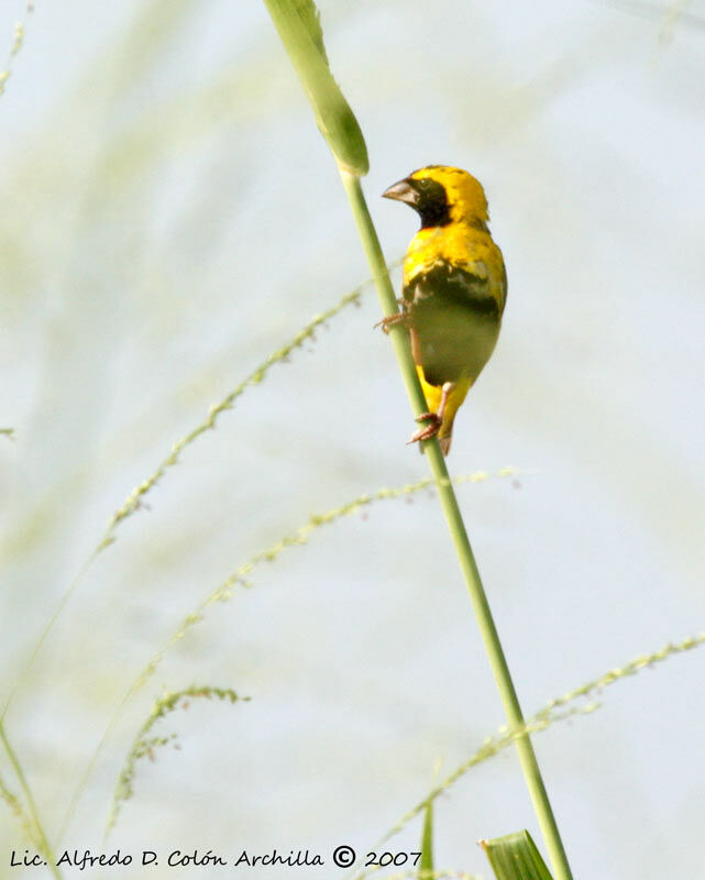 Yellow-crowned Bishop male