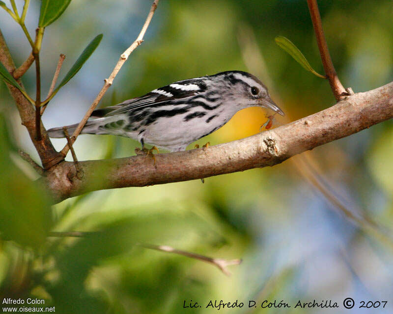 Black-and-white Warbler male First year, feeding habits