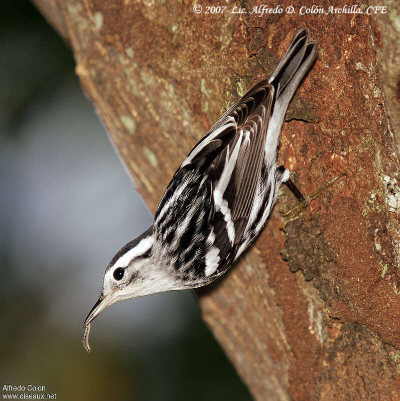 Black-and-white Warbler male adult post breeding, feeding habits, Behaviour