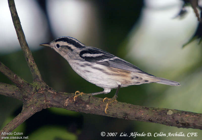 Black-and-white Warbler female First year, identification