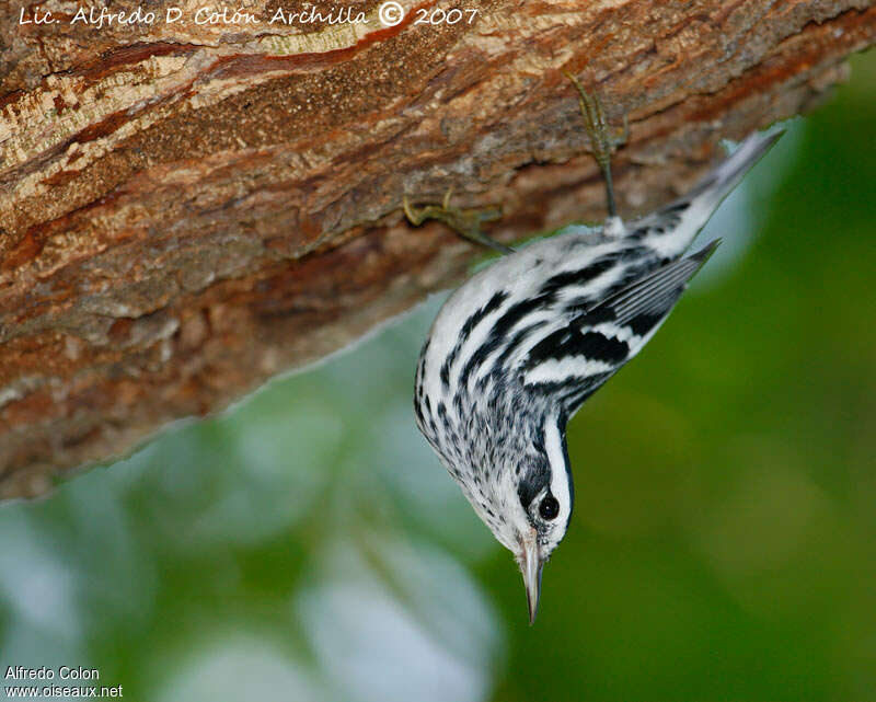 Black-and-white Warbler male adult post breeding, Behaviour