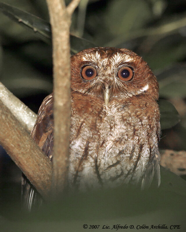Puerto Rican Screech Owl