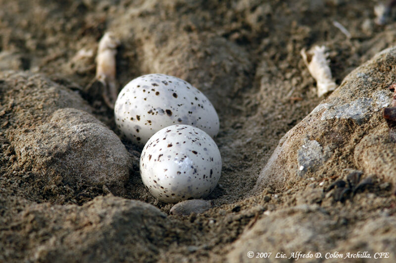Least Tern, Reproduction-nesting