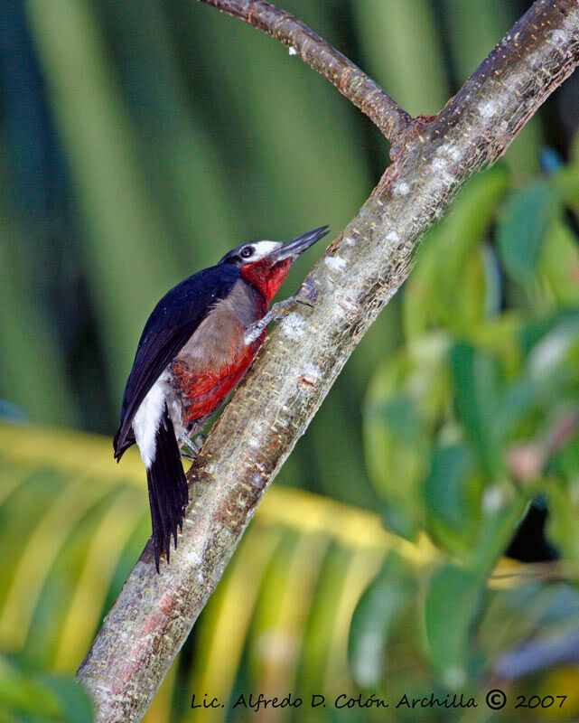 Puerto Rican Woodpecker male