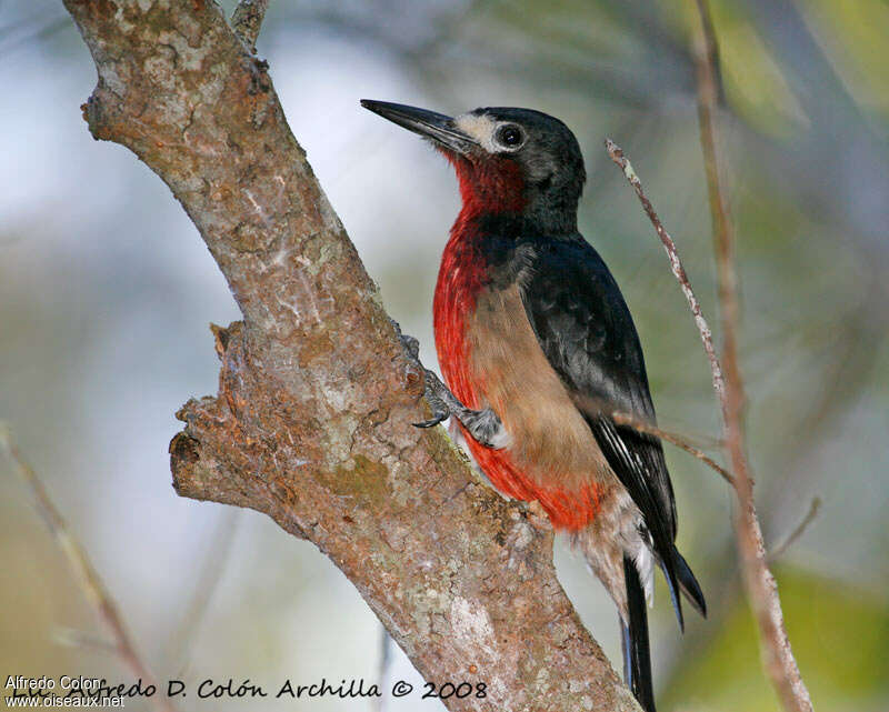 Puerto Rican Woodpecker male adult, identification