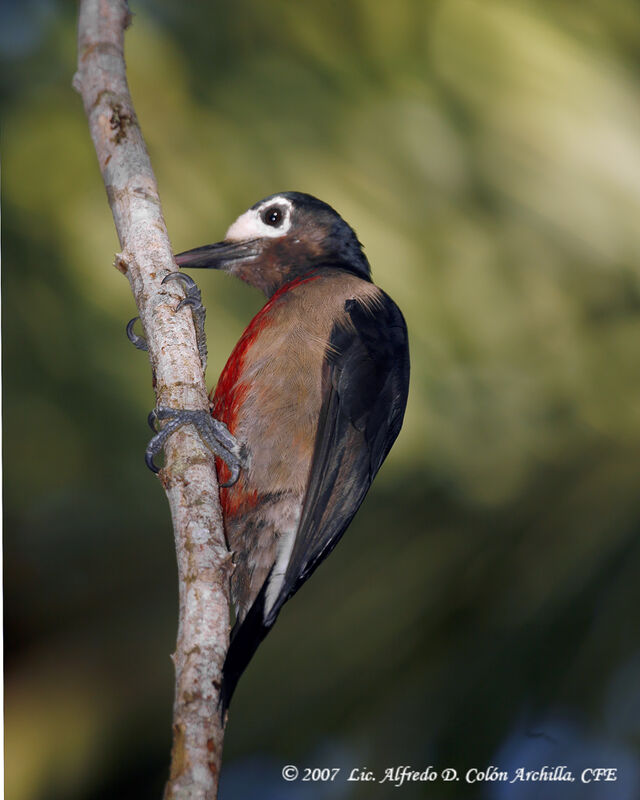 Puerto Rican Woodpecker female