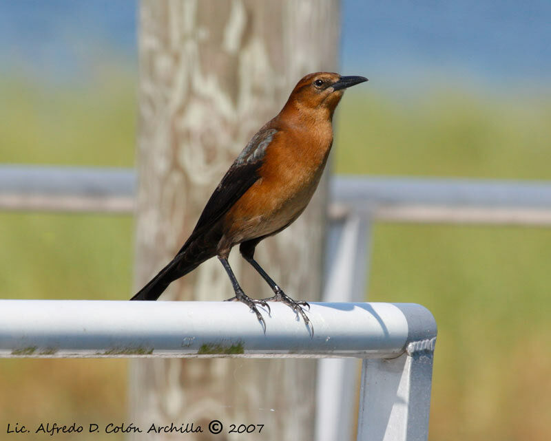 Boat-tailed Grackle female