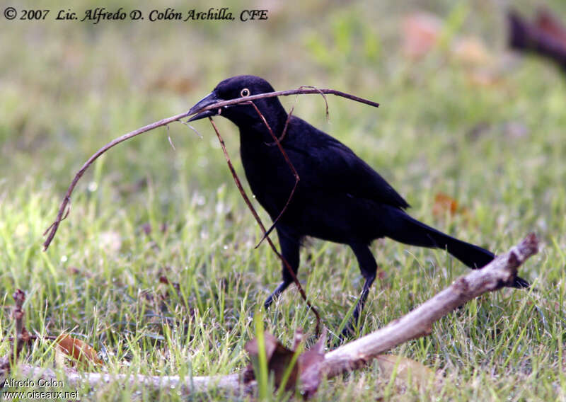 Greater Antillean Grackle female adult, Reproduction-nesting