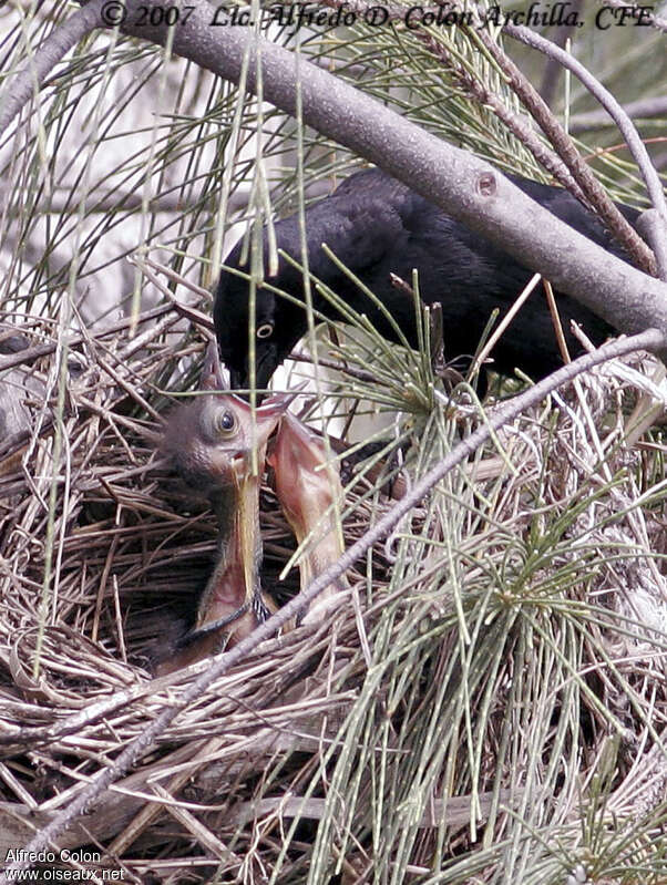 Greater Antillean Grackle, Reproduction-nesting