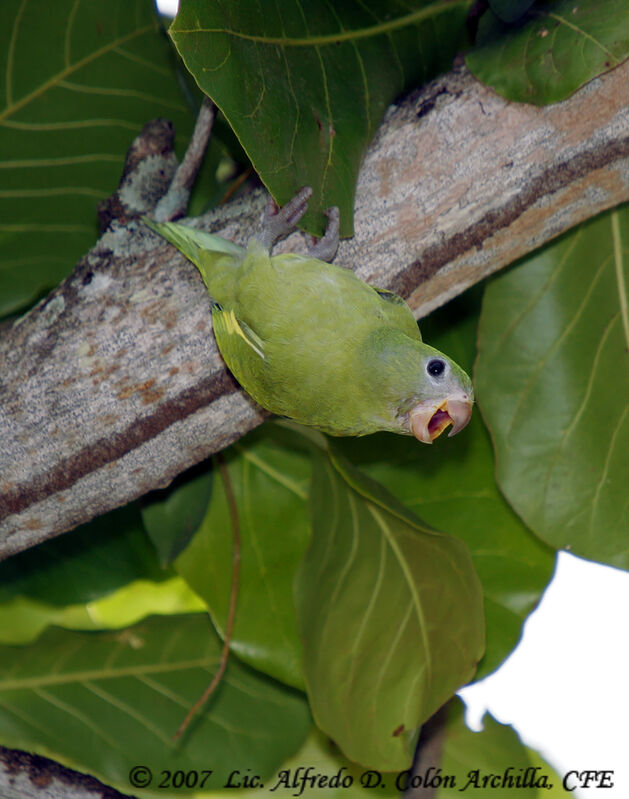 White-winged Parakeet