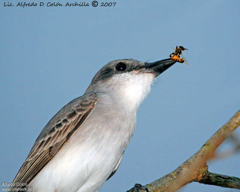 Grey Kingbird, feeding habits