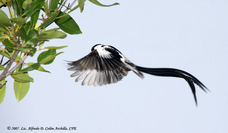 Pin-tailed Whydah male