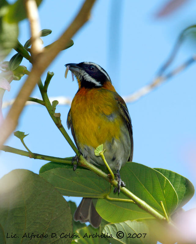 Puerto Rican Spindalis male